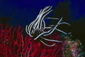 787056 Feather Star A4 Photo Print