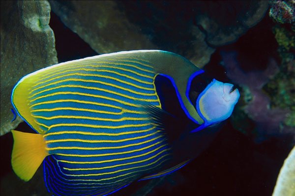 787057 Emperor Angel Fish A4 Photo Print