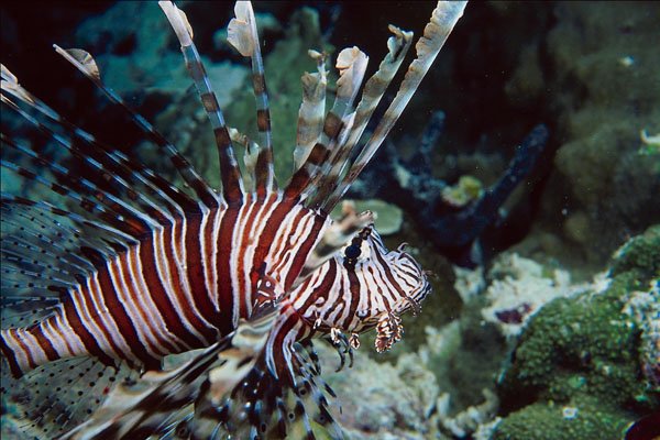 787058 Lion Fish A4 Photo Print