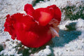 787059 Giant Spanish Dancer Nudibranch, Egypt A4 Photo Print