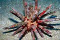 787060 Pencil Urchin, Hawaii, U.S.A. A4 Photo Print
