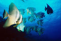 787061 Bat Fish, Maldive Islands A4 Photo Print