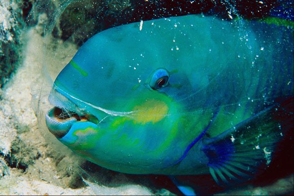 787062 Sleeping Parrot Fish, Maldive Islands A4 Photo Print
