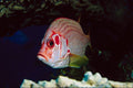 787063 Sabre Squirrel Fish, Maldive Islands A4 Photo Print