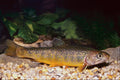 787064 Brook Trout, Ontario, Canada A4 Photo Print