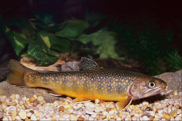 787064 Brook Trout, Ontario, Canada A4 Photo Print