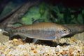 787065 Rainbow Trout, Ontario, Canada A4 Photo Print