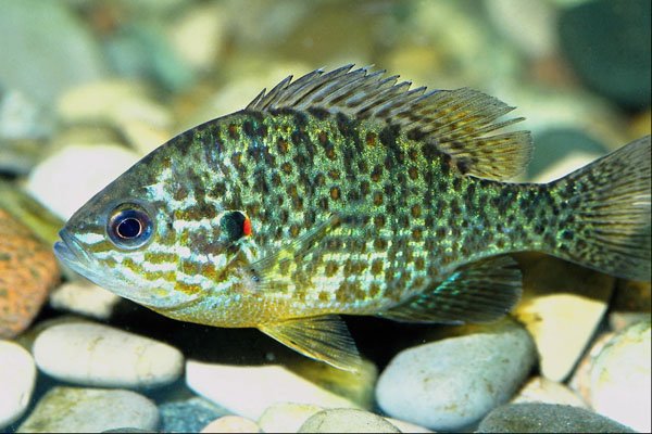 787066 Pumpkinseed, Male, Ontario, Canada A4 Photo Print