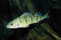 787067 White Perch, Ontario, Canada A4 Photo Print