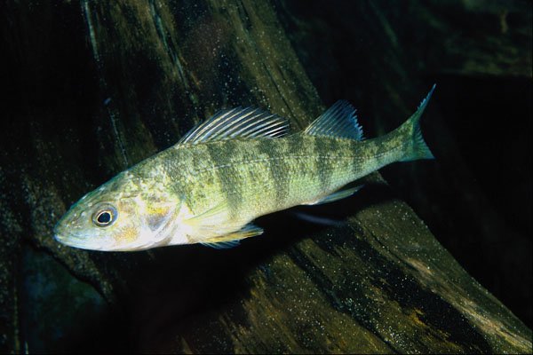 787067 White Perch, Ontario, Canada A4 Photo Print
