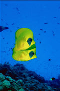787068 Butterfly Fish, Reef Fish A4 Photo Print