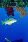 787069 Sweet Lips, Reef Fish A4 Photo Print