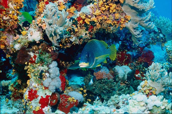 787070 Sweet Lips, Reef Fish A4 Photo Print