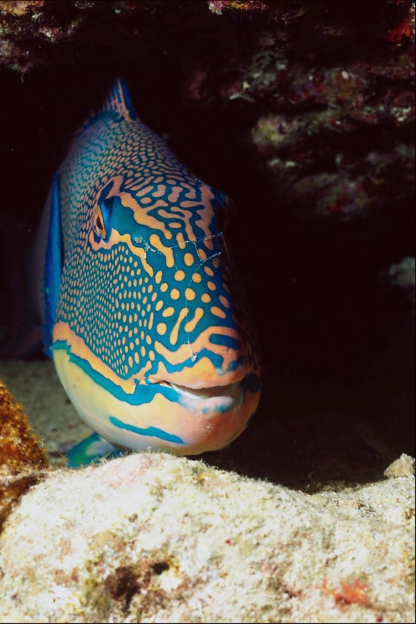 787071 Parrot Fish, Reef Fish A4 Photo Print