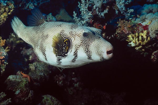 787072 Putter Fish, Reef Fish A4 Photo Print