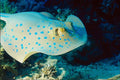 787073 Blue spotted Lagoon Rays, Reef Fish A4 Photo Print