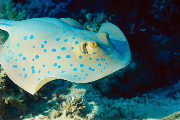 787073 Blue spotted Lagoon Rays, Reef Fish A4 Photo Print