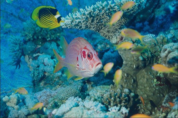 787074 Squirrel Fish, Reef Fish A4 Photo Print