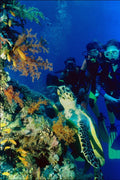 787075 Diver Scene A4 Photo Print
