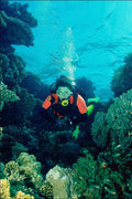 787077 Diver Scene A4 Photo Print