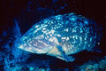 787080 Epinephelus Marginatus A4 Photo Print