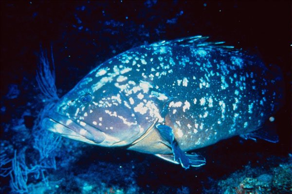 787080 Epinephelus Marginatus A4 Photo Print