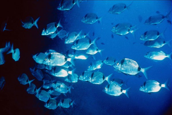 787081 Diplodus Vulgaris A4 Photo Print