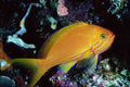 787084 Anthias Pleurotainia A4 Photo Print