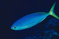 787085 Caesio Xanthonotus A4 Photo Print