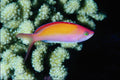 787086 Anthias Dispar A4 Photo Print