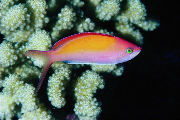 787086 Anthias Dispar A4 Photo Print