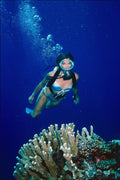 787087 Diver And Coral A4 Photo Print