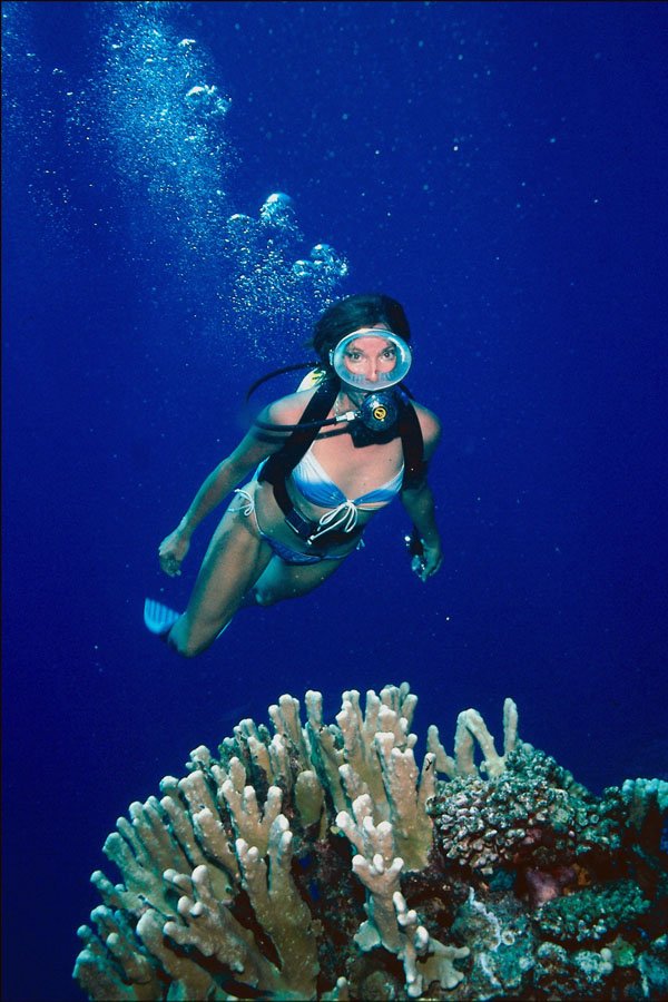 787087 Diver And Coral A4 Photo Print