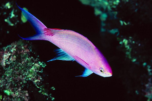 787088 Purple Queen, Anthias Pascalus A4 Photo Print