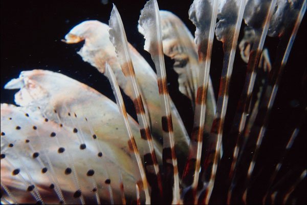 787089 Lionfish, Pterois Volitans, Red Sea, Egypt A4 Photo Print