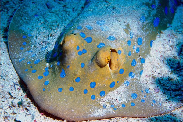 787092 Blue spotted Stingray A4 Photo Print
