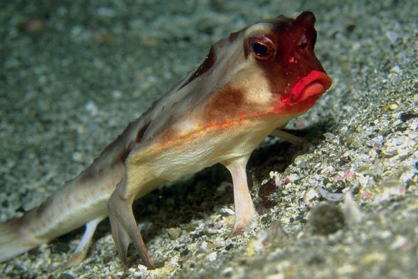787094 Rosy lipped Batfish Is A Bizarre Fish From The Galapagos Islands A4 Photo Print