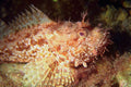 787095 Scorpion Fish, Scorpaena Scorofa, Malta A4 Photo Print