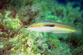 787097 Rainbow Wrasse, Coris Julis, Malta A4 Photo Print