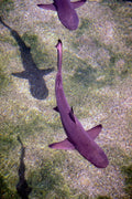 787099 Sharks On Display In Shallow Water, Pacific Ocean A4 Photo Print