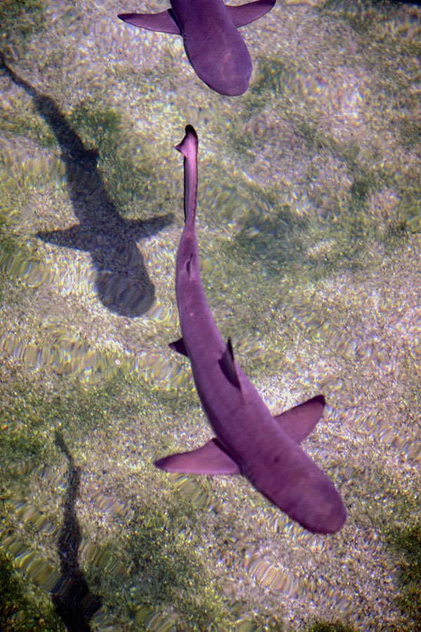 787099 Sharks On Display In Shallow Water, Pacific Ocean A4 Photo Print