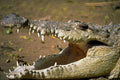 789000 Crocodile, Crocodylus Acutus, Costa Rica A4 Photo Print