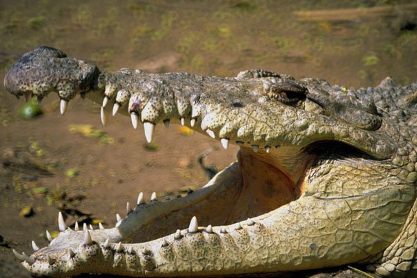 789000 Crocodile, Crocodylus Acutus, Costa Rica A4 Photo Print