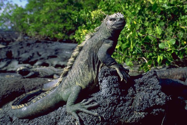 789002 Galapagos Marine Iguana, The Only Ocean going Lizard A4 Photo Print