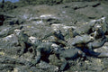 789004 Marine Iguanas Feed On Algae Beneath The Sea A4 Photo Print