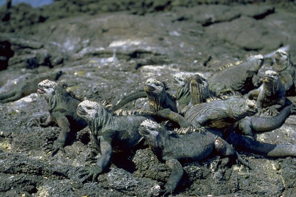 789004 Marine Iguanas Feed On Algae Beneath The Sea A4 Photo Print