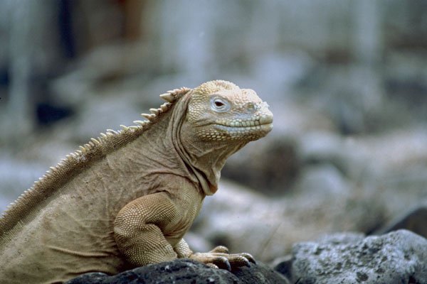 789005 Iguana, Galapagos Islands A4 Photo Print