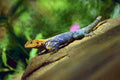 789007 Iguana, Kenya A4 Photo Print