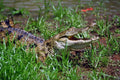789008 Nile Crocodile A4 Photo Print