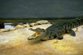 789010 Crocodile Farm, Bangkok, Thailand A4 Photo Print